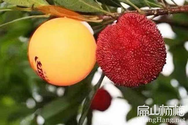 眉山楊柳收購