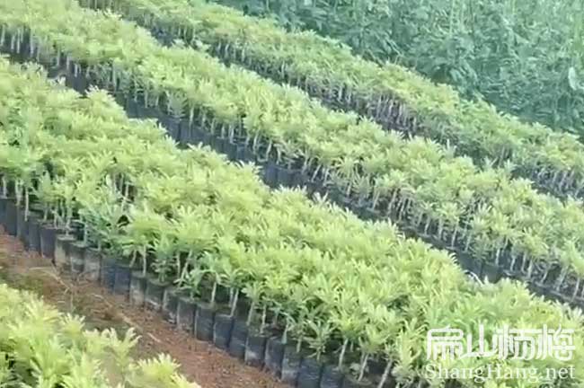 佛山楊梅苗新品種：永樹冠水晶恒春黑晶黑東魁楊梅樹苗培育9元