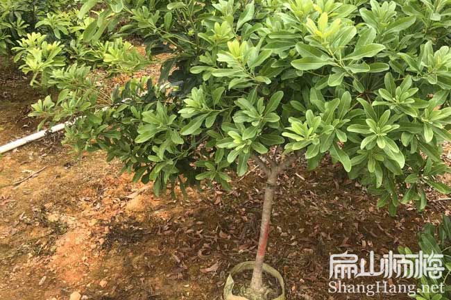 宜春東魁楊梅苗之鄉 江西宜春水晶早熟晚稻8元/顆-扁山楊梅