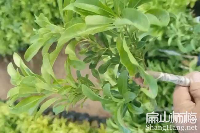 臺州二都楊梅苗批發