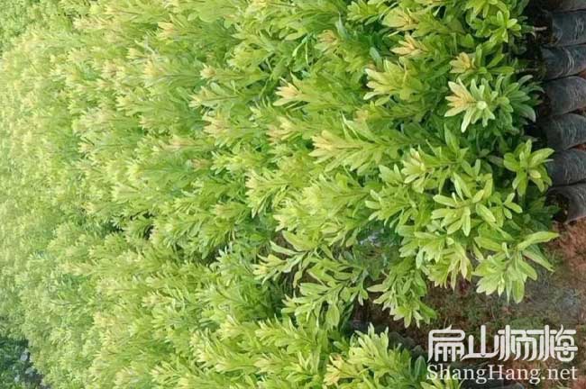 郴州楊梅小杯苗批發