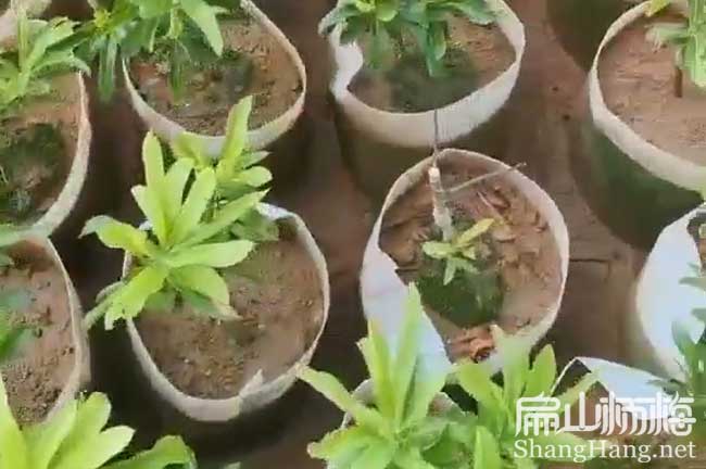 杭州楊梅中杯苗批發