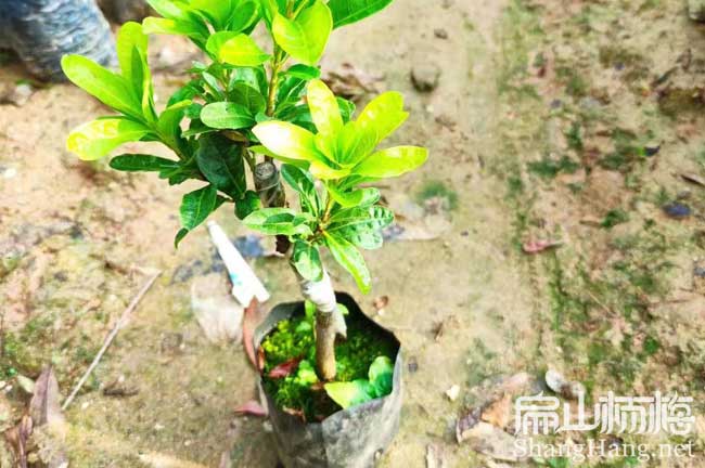 [賣楊梅苗批發基地] 廊坊水晶東魁白沙楊梅大小杯苗高50CM