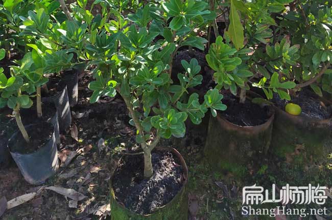 2-3年無錫楊梅苗批發 無錫東魁惠山濱湖江陰楊梅小苗培育8元