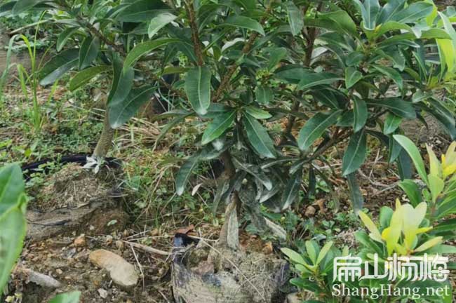 安康2年楊梅杯苗批發
