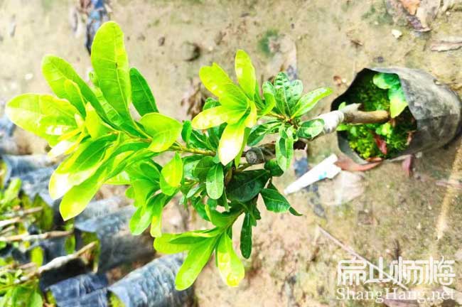無核楊梅苗