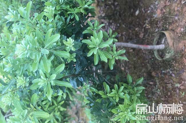規模商洛早熟早佳東魁楊梅苗培育 商洛晚稻楊梅小杯批發3元