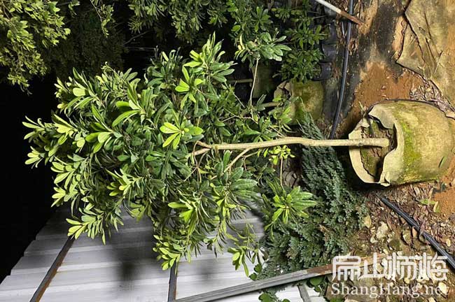 濟南地徑2CM楊梅杯苗