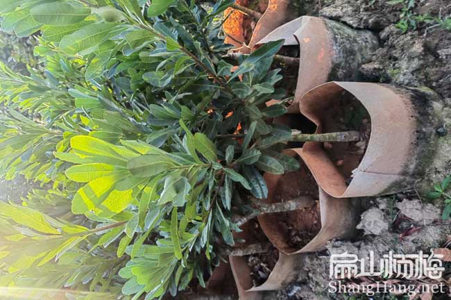 水晶 延安地徑2-3公分楊梅苗種植基地批發 延安黑高峰30CM