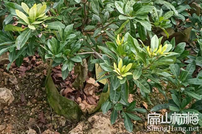 銅川矮化楊梅杯苗批發