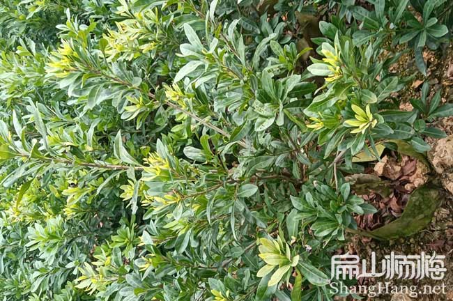 連云港楊梅杯苗批發