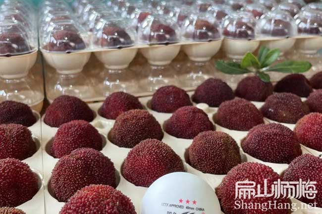 無核楊梅苗