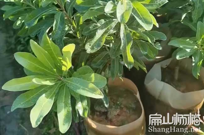 陜西2年楊梅中杯苗批發