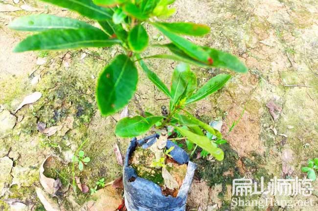 鎮江1楊梅杯苗批發