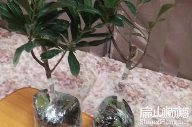 江西楊梅小杯苗批發