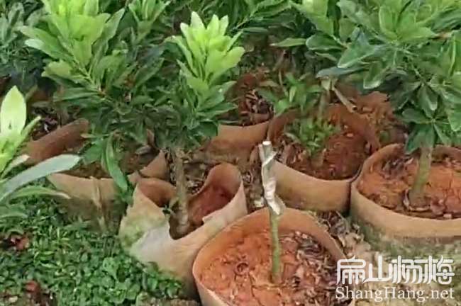 黃南楊梅中杯苗批發