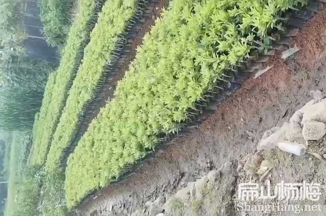 青海小杯苗批發