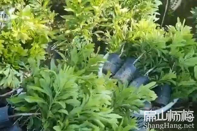 益陽楊梅小杯苗批發