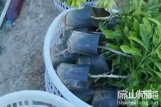[荸薺楊梅苗]浙江杭州荸薺楊梅種苗 杭州黑高峰批發8元/珠