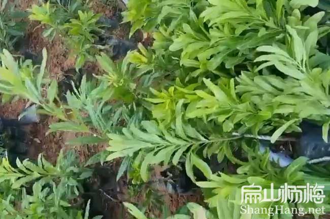 湘西水晶楊梅杯苗批發