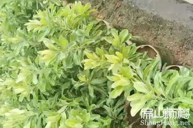 湖州東魁楊梅杯苗批發