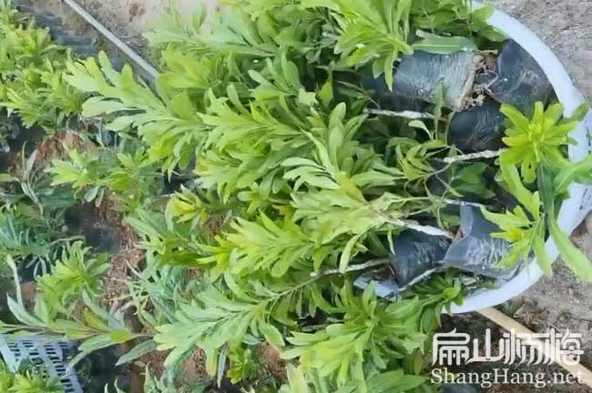 賣 嘉興實生嫁接楊梅裸根苗小杯批發 嘉興接穗砧木40-60CM