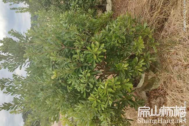 眉山3年楊梅大杯苗批發