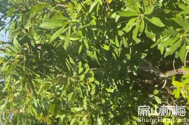 四川地徑3公分楊梅苗批發