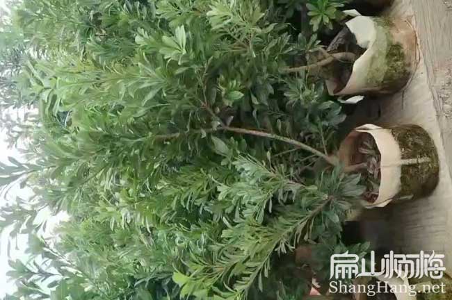 2-3-1年舟山東魁楊梅小杯苗批發 舟山東魁水晶楊梅苗9元/珠