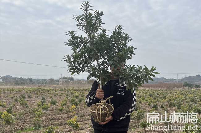 [賣梅縣大黑炭楊梅苗] 梅州白沙黃巖楊梅苗培育批發基地3元/珠