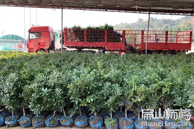 15號湘潭楊梅苗 X湘潭荸薺東魁白楊梅樹小杯苗 批發價8元/珠