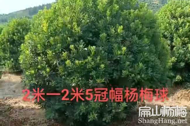 眉山3年楊梅大杯苗批發
