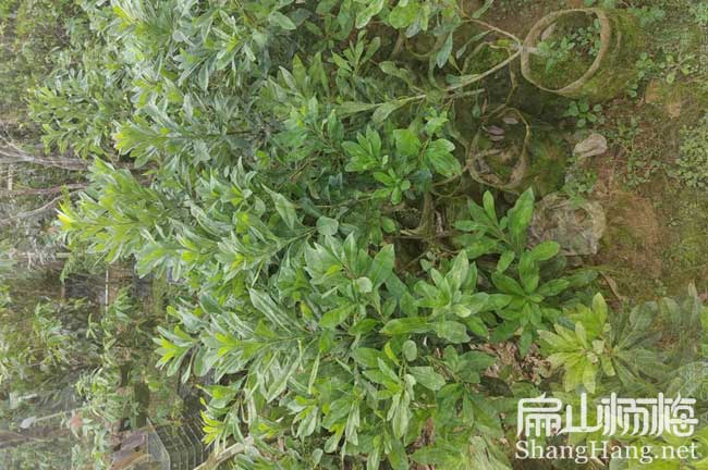 巴中楊梅中杯苗批發