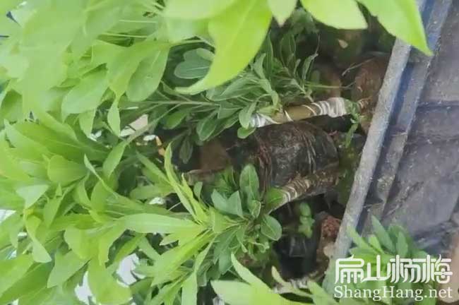 嘉興水晶楊梅小杯苗批發
