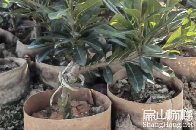 9號楊梅苗 溫州標準二都水晶楊梅苗批發 大黑炭黑高峰6元/KE