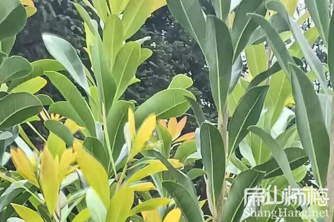 江西東魁楊梅苗批發