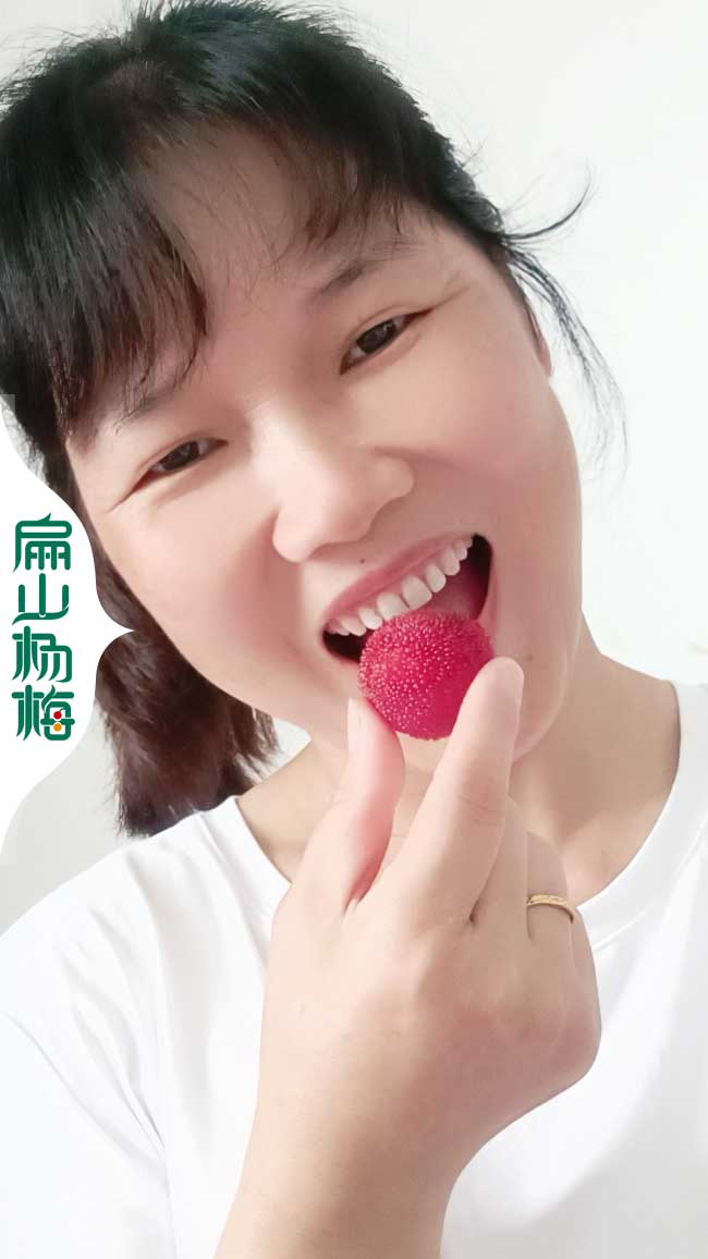 賣揚州楊梅樹苗 揚州楊梅樹苗批發 基地地址電話價格9元一顆