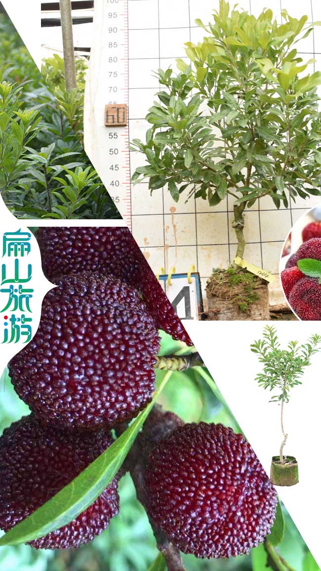 泰州荸薺 泰州大黑炭楊梅苗培育 水晶永樹冠晚薺批發9元一珠