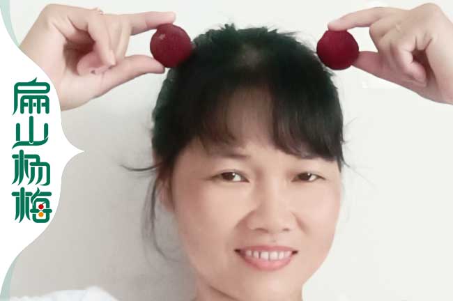 廣西楊梅種子