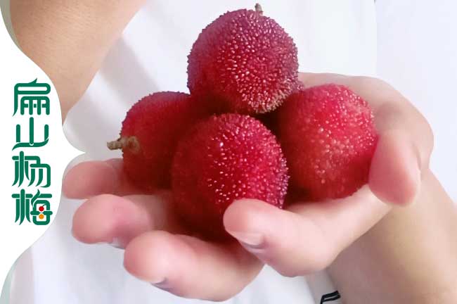 德州東魁楊梅批發
