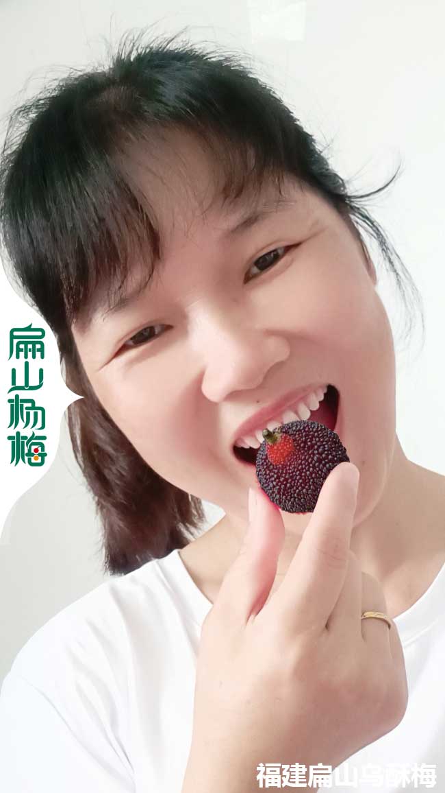地徑10-15公分湖南臺梅烏梅東魁楊梅樹苗批發價格-扁山楊梅