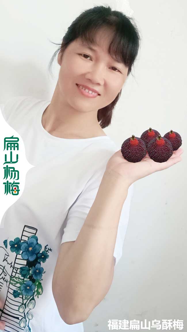 銷路 湖州水晶烏酥楊梅苗培育標準基地批發 湖州價格5元/顆
