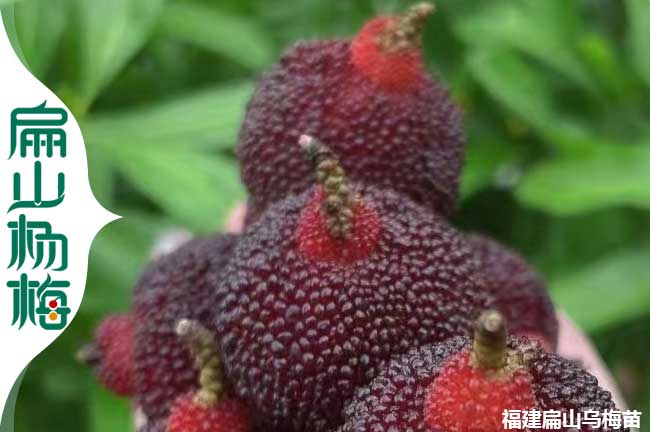 南寧烏酥楊梅批發