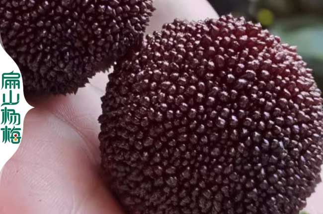 馬鞍山楊梅批發
