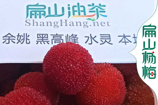 福建余姚楊梅批發