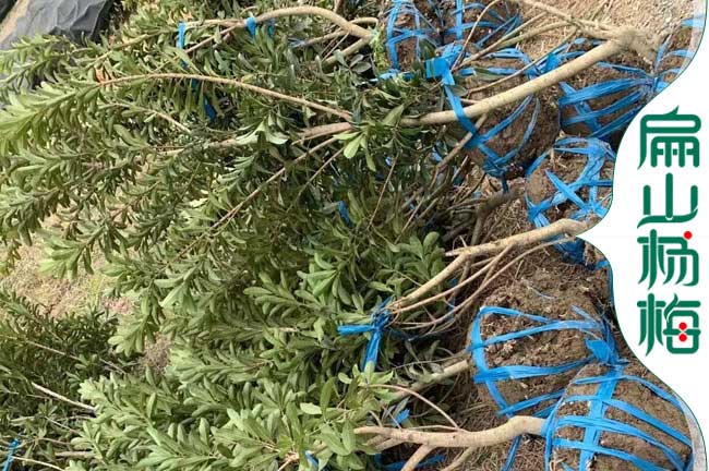 扁山荊門2年三華油茶苗 1CM烏酥楊梅苗批發 大果 30-68公分