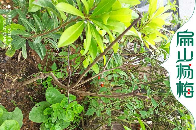 浙江3年楊梅苗批發