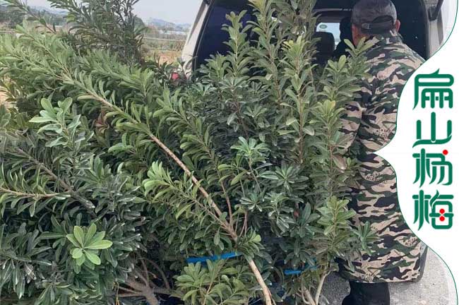 百色地徑5公分楊梅苗批發
