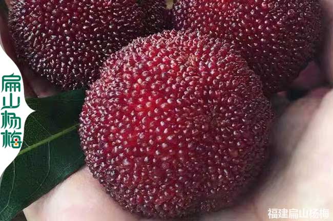 甘肅東魁楊梅批發
