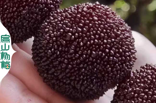 欽州烏梅批發
